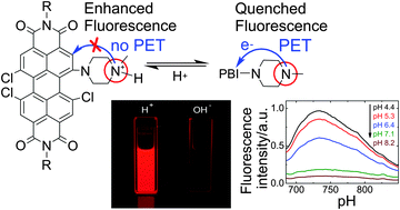 Graphical abstract: Novel near infra-red fluorescent pH sensors based on 1-aminoperylene bisimides covalently grafted onto poly(acryloylmorpholine)