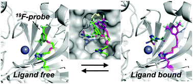 Graphical abstract: Quantitative comparison of protein dynamics in live cells and in vitro by in-cell 19F-NMR