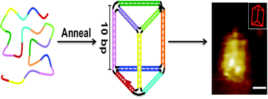 Graphical abstract: Folding single-stranded DNA to form the smallest 3D DNA triangular prism