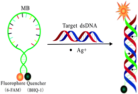 Graphical abstract: Sequence-specific recognition of double-stranded DNA with molecular beacon with the aid of Ag+ under neutral pH environment