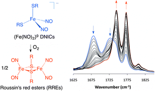 Graphical abstract: Dioxygen mediated conversion of {Fe(NO)2}9 dinitrosyl iron complexes to Roussin's red esters