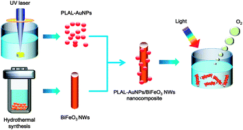 Graphical abstract: Remarkably enhanced photocatalytic activity of laser ablated Au nanoparticle decorated BiFeO3 nanowires under visible-light