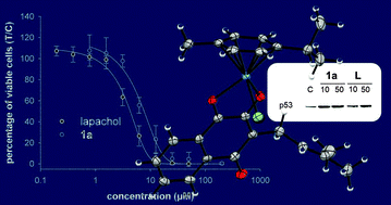 Graphical abstract: Organometallic anticancer complexes of lapachol: metal centre-dependent formation of reactive oxygen species and correlation with cytotoxicity