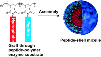 Graphical abstract: Polymerization of a peptide-based enzyme substrate