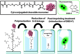 Graphical abstract: Molecularly imprinted polymers prepared using protein-conjugated cleavable monomers followed by site-specific post-imprinting introduction of fluorescent reporter molecules