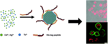 Graphical abstract: One-step synthesis of peptide-programmed QDs as ready-to-use nanoprobes