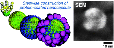 Graphical abstract: Protein-coated nanocapsules via multilevel surface modification. Controlled preparation and microscopic analysis at nanometer resolution