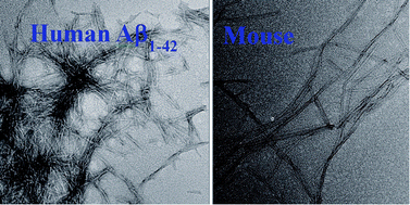 Graphical abstract: Exploring the differences between mouse mAβ1–42 and human hAβ1–42 for Alzheimer's disease related properties and neuronal cytotoxicity