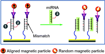 Graphical abstract: Label-free microRNA detection based on exchange-induced remnant magnetization