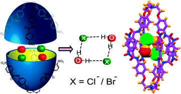 Graphical abstract: Encapsulation of a discrete cyclic halide water tetramer [X2(H2O)2]2−, X = Cl−/Br− within a dimeric capsular assembly of a tripodal amide receptor