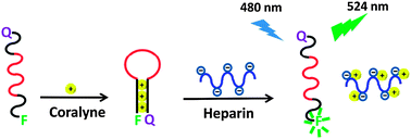 Graphical abstract: Adenosine-based molecular beacons as light-up probes for sensing heparin in plasma