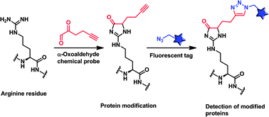 Graphical abstract: Development of a chemical probe for identifying protein targets of α-oxoaldehydes