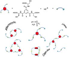Graphical abstract: Diverse topologies in dynamic combinatorial libraries from tri- and mono-thiols in water: sensitivity to weak supramolecular interactions