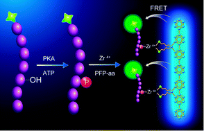 Graphical abstract: A versatile platform for highly sensitive detection of kinase activity based on metal ion-mediated FRET using an anionic conjugated polymer