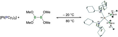 Graphical abstract: Thermodynamic control of oxidative addition and reductive elimination processes in cis-bis(dimethoxyboryl)-bis(tricyclohexylphosphine)platinum(ii)