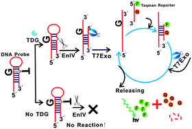 Graphical abstract: A sensitive, homogeneous fluorescence assay for detection of thymine DNA glycosylase activity based on exonuclease-mediated amplification