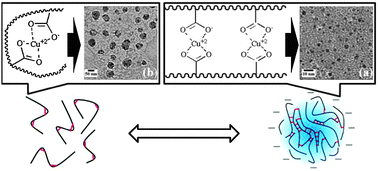 Graphical abstract: Metal dication cross-linked polymer network colloids as an approach to form and stabilize unusually small metal nanoparticles