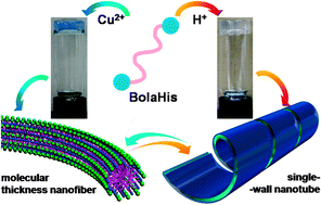 Graphical abstract: Copper(ii) ion selective and strong acid-tolerable hydrogels formed by an l-histidine ester terminated bolaamphiphile: from single molecular thick nanofibers to single-wall nanotubes