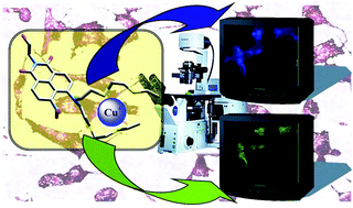 Graphical abstract: A ratiometric naphthalimide sensor for live cell imaging of copper(i)