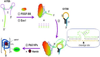 Graphical abstract: Aptamer degradation inhibition combined with DNAzyme cascade-based signal amplification for colorimetric detection of proteins