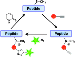 Graphical abstract: Reversible chemoselective tagging and functionalization of methionine containing peptides