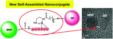 Graphical abstract: A new quantum dot–platinum conjugate for self-assembled nanoconjugates by coordination bonding mediated recognition