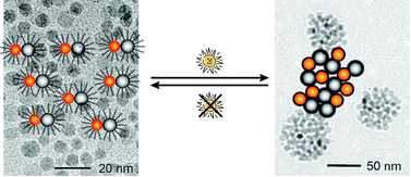 Graphical abstract: Thermoresponsive nanoparticles + plasmonic nanoparticles = photoresponsive heterodimers: facile synthesis and sunlight-induced reversible clustering