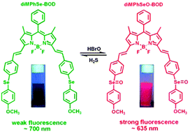 Graphical abstract: A near-infrared reversible and ratiometric fluorescent probe based on Se-BODIPY for the redox cycle mediated by hypobromous acid and hydrogen sulfide in living cells