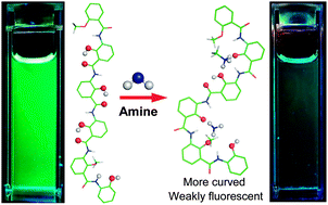 Graphical abstract: Patterned recognition of amines and ammonium ions by a stimuli-responsive foldamer-based hexameric oligophenol host