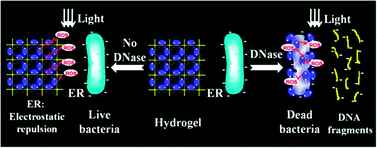 Graphical abstract: A strategy for antimicrobial regulation based on fluorescent conjugated oligomer–DNA hybrid hydrogels