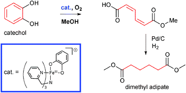 Graphical abstract: Catalytic oxidative cleavage of catechol by a non-heme iron(iii) complex as a green route to dimethyl adipate