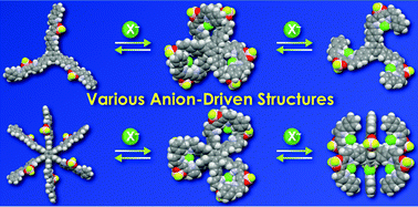 Graphical abstract: Anion-driven structures of radially arranged anion receptor oligomers