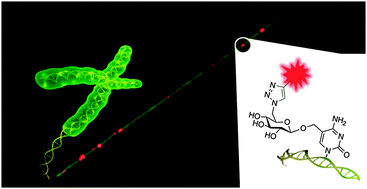 Graphical abstract: Optical detection of epigenetic marks: sensitive quantification and direct imaging of individual hydroxymethylcytosine bases