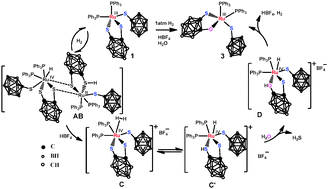 Graphical abstract: Heterolytic H2 splitting across a Ru–S bond leading to the replacement of S by O in the carborane-dithiolato ligand of a 15-electron Ru(iii) complex