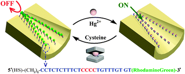 Graphical abstract: A biomimetic mercury(ii)-gated single nanochannel