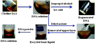 Graphical abstract: Rapid dissolution of DNA in a novel bio-based ionic liquid with long-term structural and chemical stability: successful recycling of the ionic liquid for reuse in the process