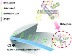 Graphical abstract: Highly sensitive detection of self-aggregated single-walled carbon nanotubes using a DNA-immobilized resonator