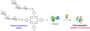 Graphical abstract: Target-selective photo-degradation of verotoxin-1 and reduction of its cytotoxicity to Vero cells using porphyrin–globotriose hybrids