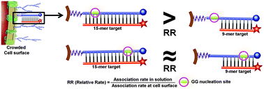Graphical abstract: Real-time monitoring of DNA hybridization kinetics on living cell surfaces