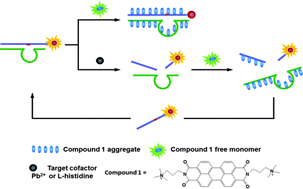 Graphical abstract: A superquenched DNAzyme–perylene complex: a convenient, universal and low-background strategy for fluorescence catalytic biosensors