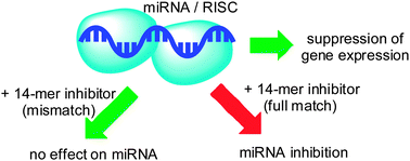 Graphical abstract: Short, terminally modified 2′-OMe RNAs as inhibitors of microRNA