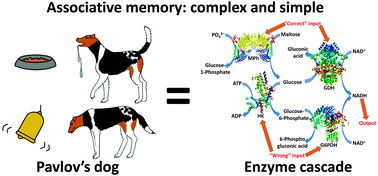 Graphical abstract: A bioinspired associative memory system based on enzymatic cascades