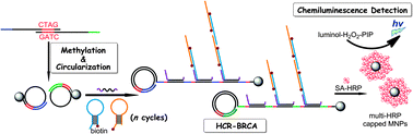 Graphical abstract: Hybridization chain reaction-based branched rolling circle amplification for chemiluminescence detection of DNA methylation