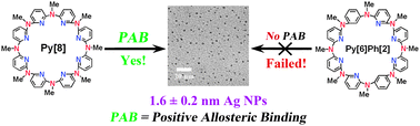 Graphical abstract: Positive homotropic allosteric binding of silver(i) ions in multidentate azacalixpyridine macrocycles: effect on the formation and stabilization of silver nanoparticles