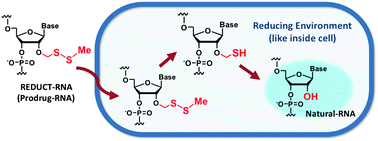 Graphical abstract: A post-synthetic approach for the synthesis of 2′-O-methyldithiomethyl-modified oligonucleotides responsive to a reducing environment