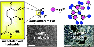 Graphical abstract: Multicellular aggregation of maltol-modified cells triggered by Fe3+ ions