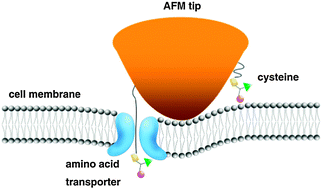 Graphical abstract: The force of transporting a single amino acid into the living cell measured using atomic force microscopy