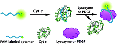 Graphical abstract: Fluorescence turn-on detection of a protein using cytochrome c as a quencher