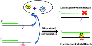 Graphical abstract: 5-Methyldeoxycytidine enhances the substrate activity of DNA polymerase