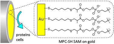 Graphical abstract: Thiolated 2-methacryloyloxyethyl phosphorylcholine for an antifouling biosensor platform